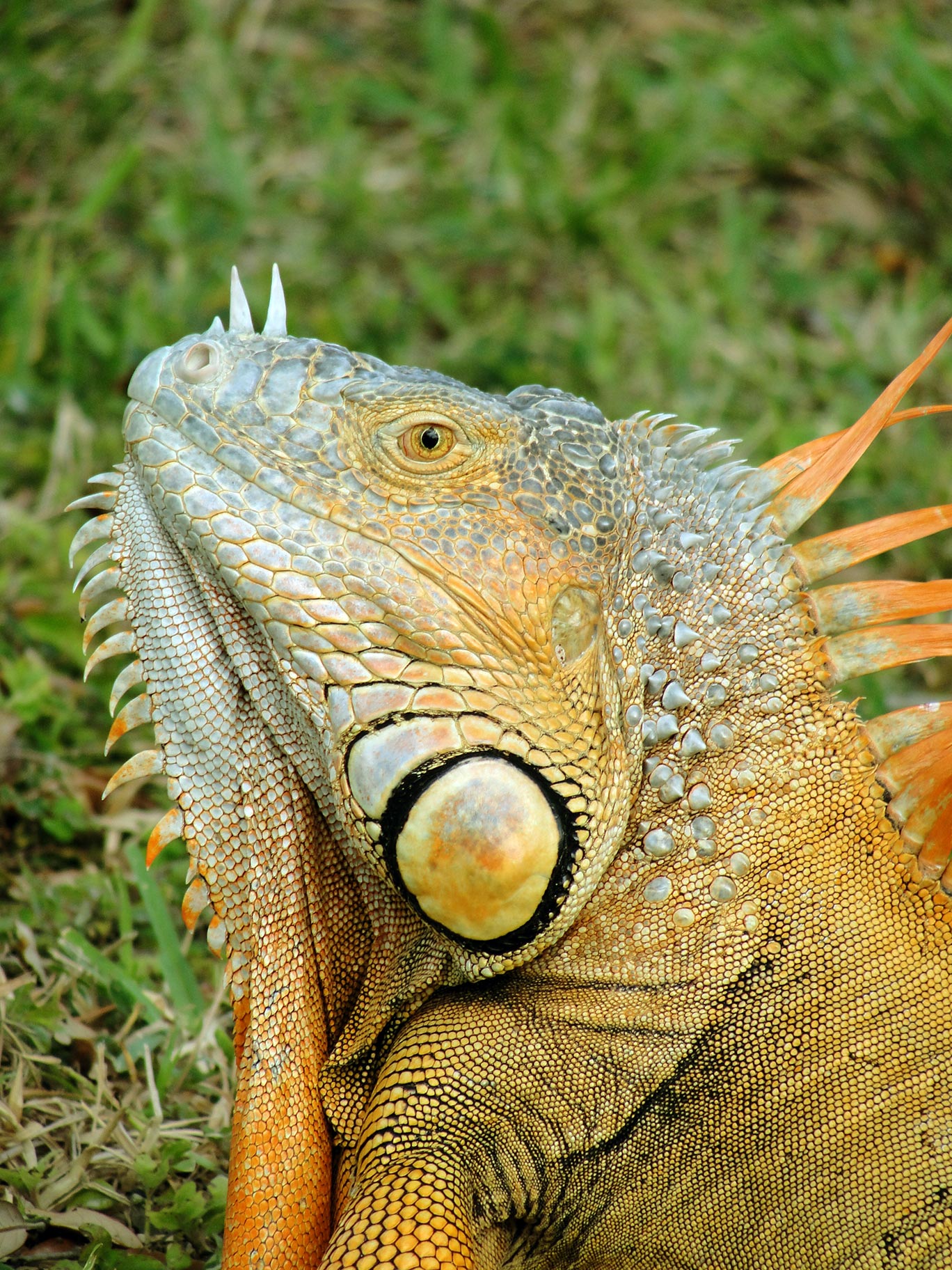 iguana wikipedia english